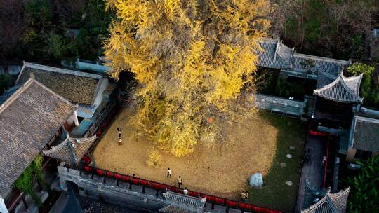 陕西省西安市古观音禅寺银杏树航拍