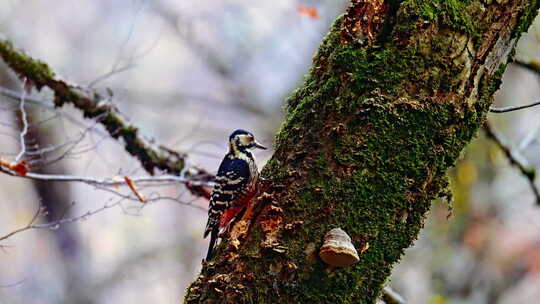 树上的啄木鸟