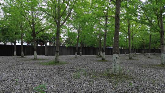 绵阳北川广场纪念碑附近水池与银杏林