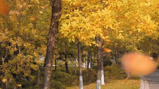 秋天 秋天落叶 秋天风景 立秋 秋分