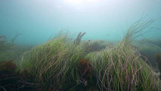 海底海草鱼类海洋生物