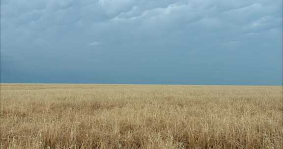 Prarie，田野，小麦，多云的天空