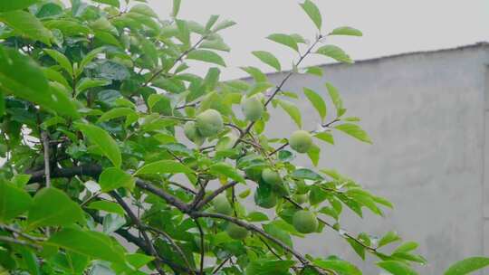 农村中式庭院柿子树下雨