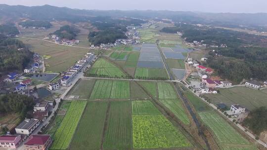 油菜花田航拍镜头