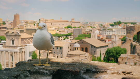 罗马广场的海鸥