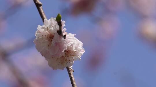 【镜头合集】春季花朵鲜花粉色桃花