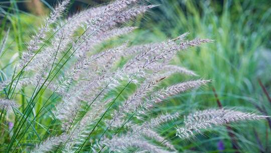 野外草丛狗尾巴草空镜头