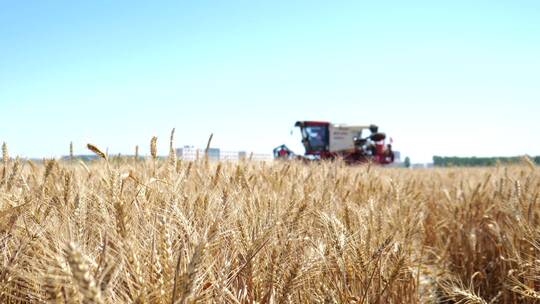 小麦已经成熟进入收割期
