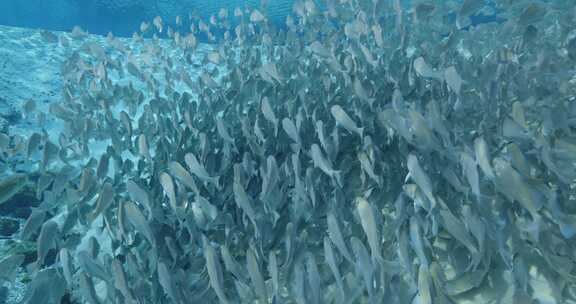 佛罗里达泉水中，一群条纹鲈鱼在清澈的蓝色