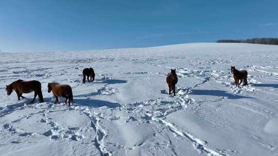 冬天山野雪地自由放牧的马群