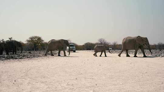沙滩上的越野车，大象穿越沙滩，纳米比亚