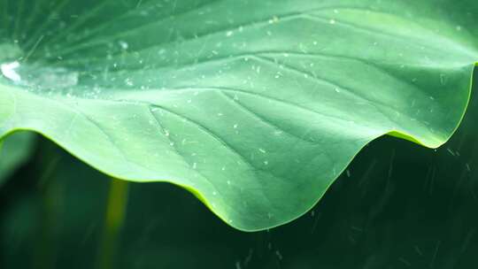 雨中 荷花 倒影