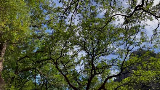 蓝天背景森林树木