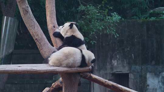 树桩上的大熊猫视频合集视频素材模板下载