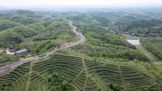 航拍茶园风景