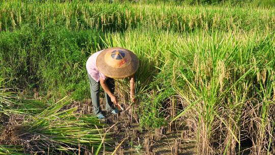 丰收季节农民打禾收割水稻合集