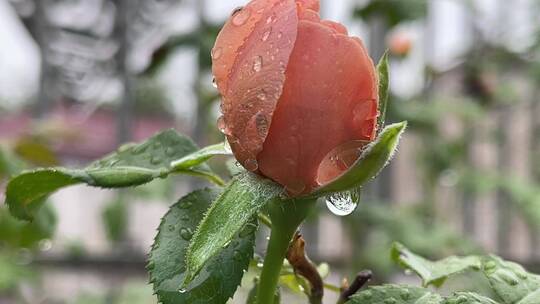 月季花花蕾特写