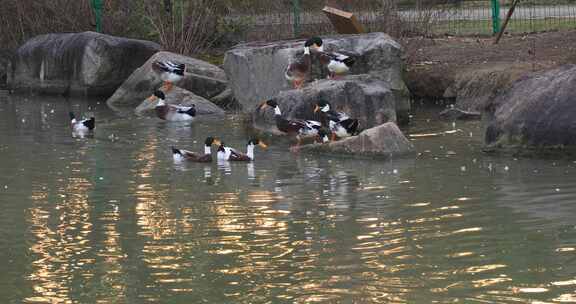 鸭子戏水游泳阳光湖水