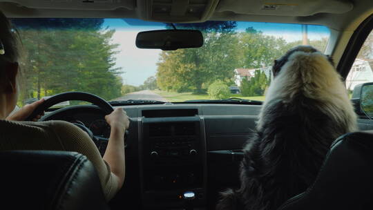 女人开着车戴着狗狗旅行视频素材模板下载