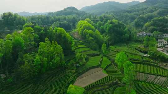 陕西汉中茶园