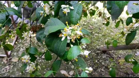 蜜蜂在养蜂场吃花蜜