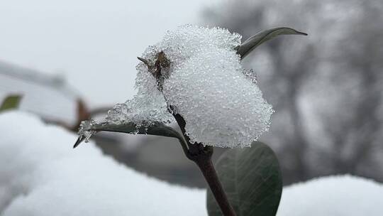 冬天的白雪视频