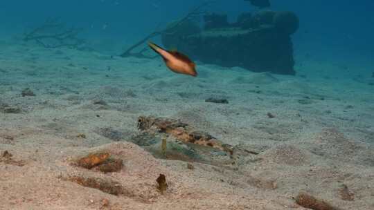 飞行Gurnard，海洋，水下，海底