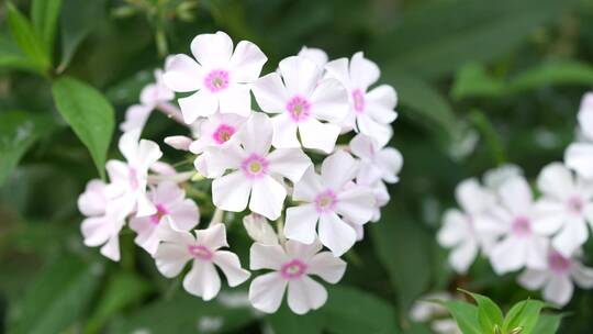 花草杂草鲜花绿植微距特写