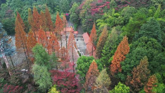 4K秋天秋叶秋景山林枫叶唯美红叶高角度航拍