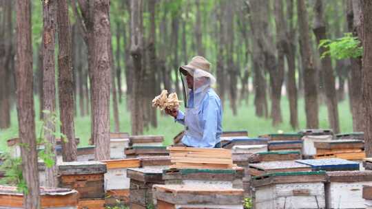 养蜂人观察养蜂场的蜜蜂