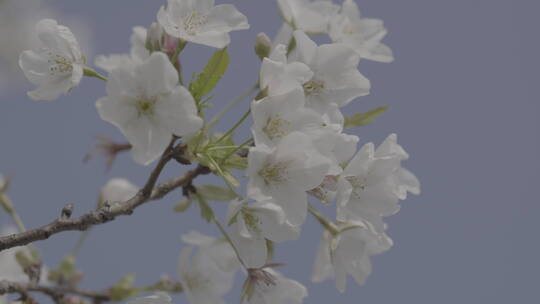 武汉樱花花开花瓣飘落浪漫爱情春天日本樱花