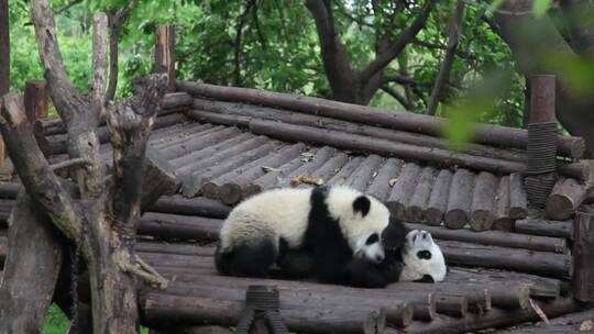 大熊猫(07)视频素材模板下载