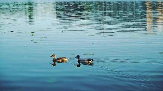 春江水暖鸭先知、水中的鸭子、家禽
