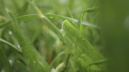 草和植物叶子上的雨滴特写