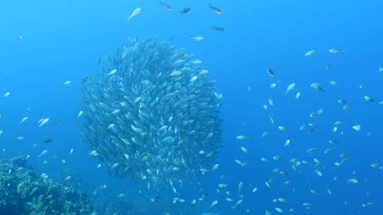 海底鱼群 沙丁鱼风暴