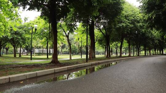 雨后的林间小道