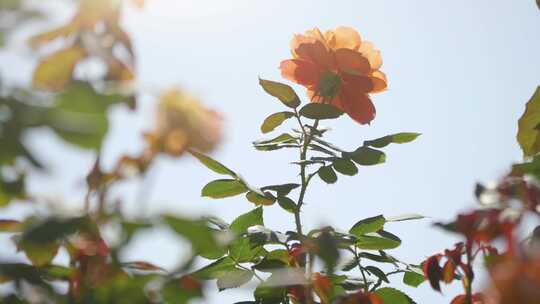 蔷薇玫瑰春天鲜花花开精油园林花瓣浪漫