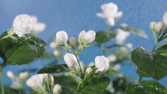 茉莉花素材