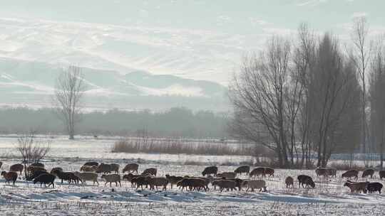 冬天雪地上吃草的羊群