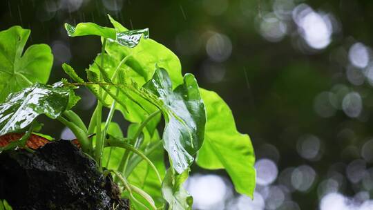 原始森林植物滴水观音叶子下雨水滴