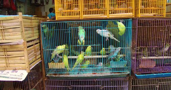 中国香港宠物市场出售木笼子里的鸟