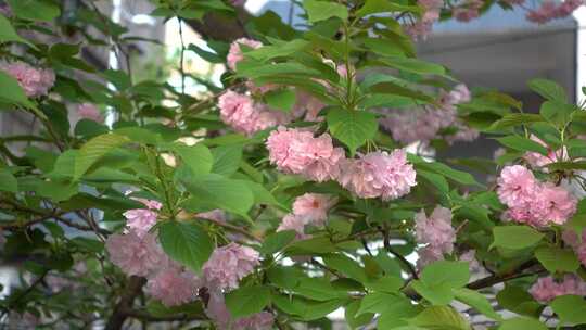 长沙市植物园日本晚樱盛开