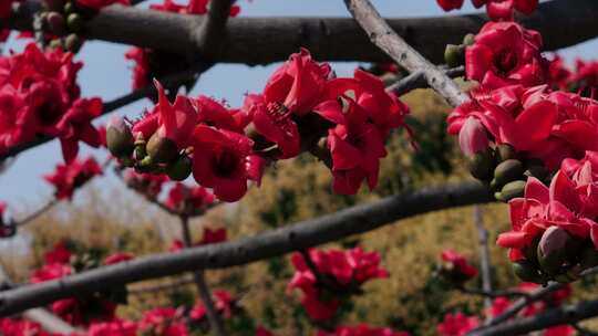 木棉花特写