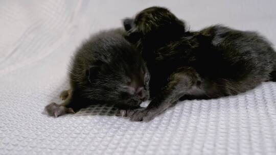两只新生的黑猫视频素材模板下载