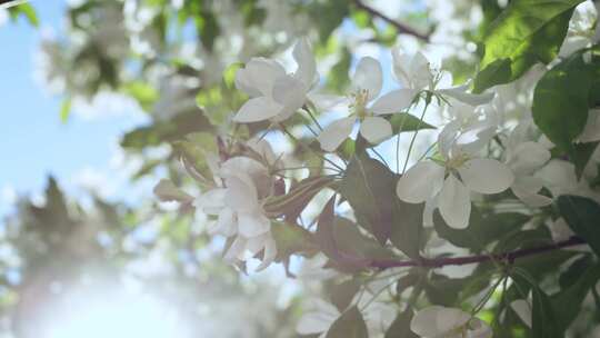 苹果，花，花，树