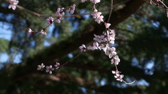 春天盛开的山桃花枝