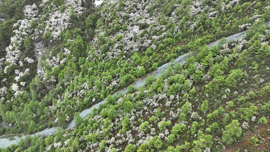 四川稻城亚丁漫山遍野的杜鹃花绽放于森林中