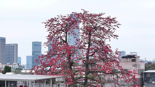 中国广东省广州市海珠区黄埔村木棉花