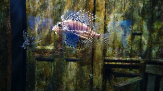 水族馆热带鱼