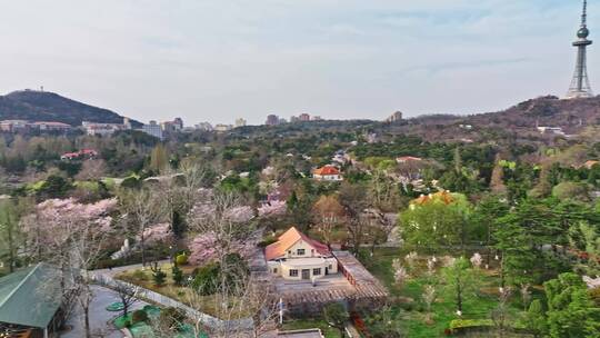 青岛春天青岛中山公园樱花